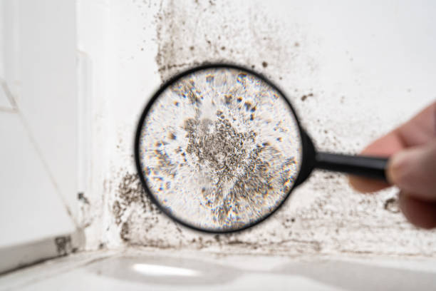 Professional Mold Remediation in New Brighton, PA